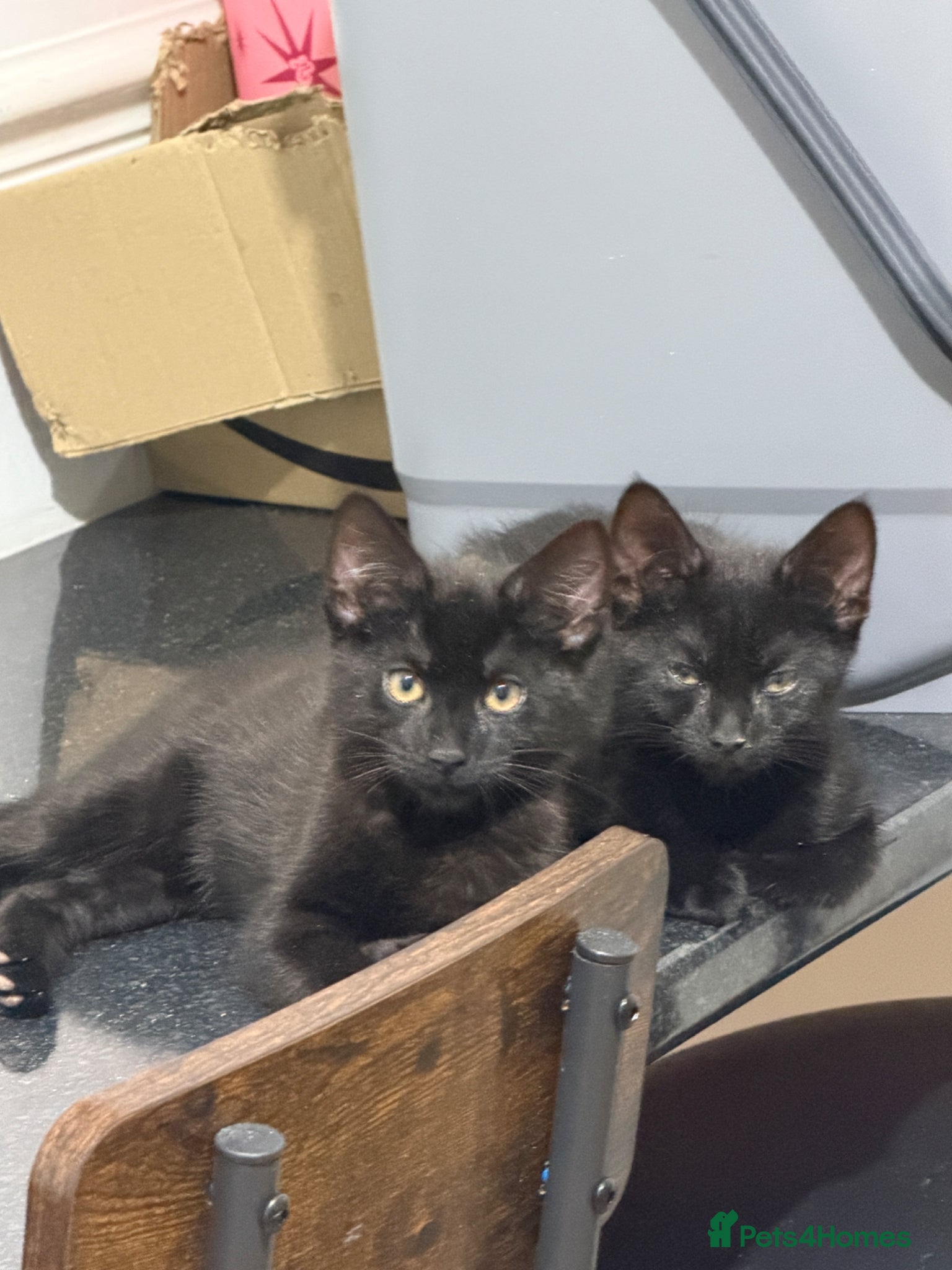 Domestic Shorthair cats for sale: 3 adorable babies are looking for home - Advert 4