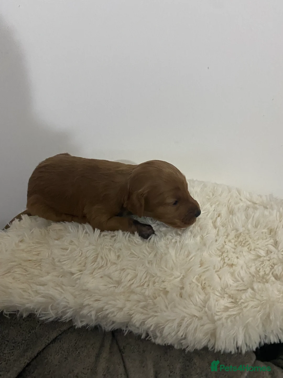Cockapoo dogs for sale: Toy Poodle Cross Puppies, Mum & Dad Seen, London - Advert 15