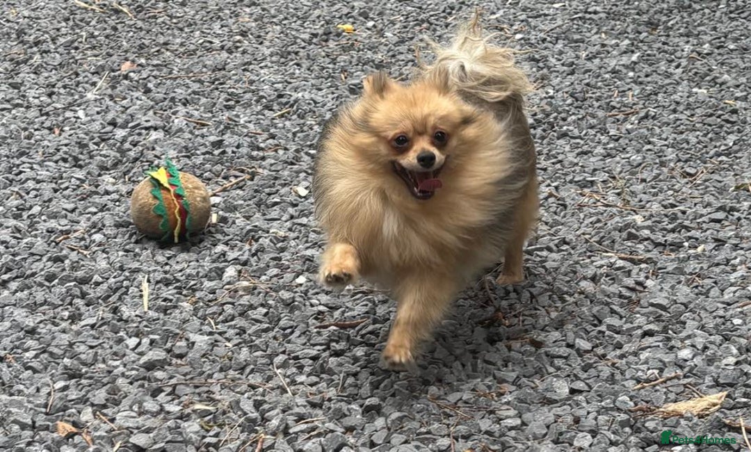 German Spitz dogs for sale: German spitz bitch - Image 2