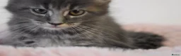 Maine Coon cats for sale: Amazing TICA registered kittens - Advert 4