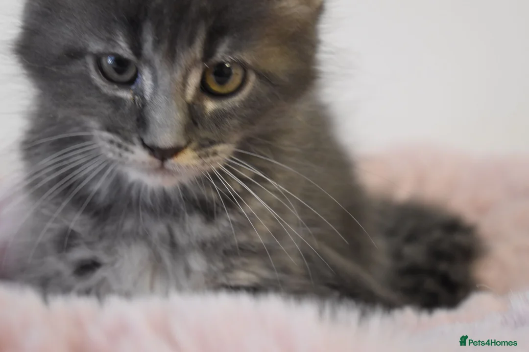 Maine Coon cats for sale: Amazing TICA registered kittens - Advert 4