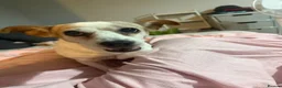Jack Russell dogs for sale: Minnie  - Advert 2