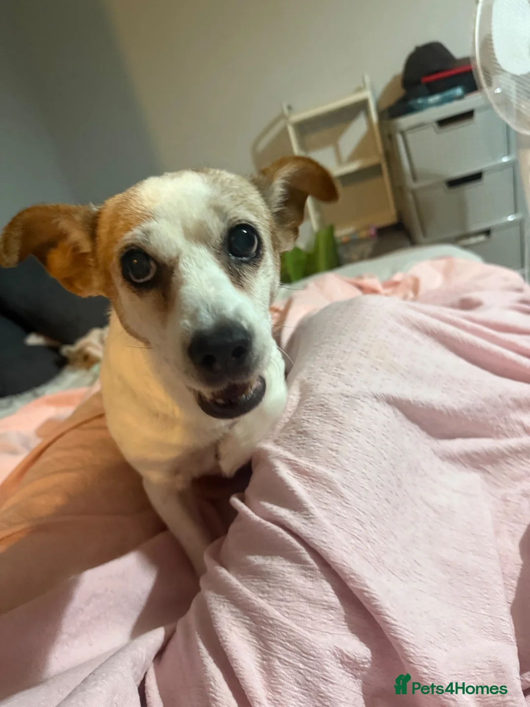 Jack Russell dogs for sale: Minnie  - Advert 2
