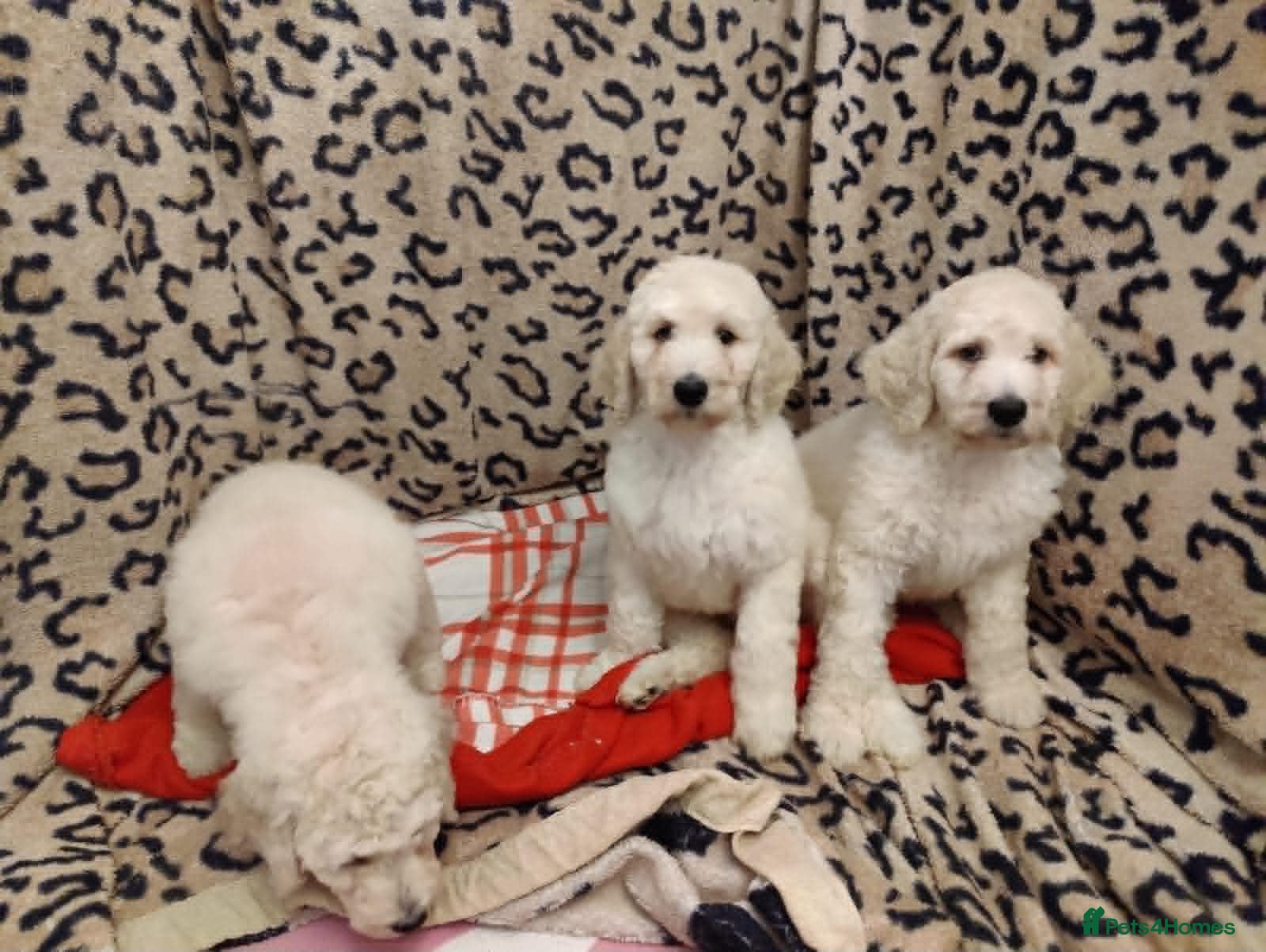 Standard Poodle dogs 🐾 Last 2 KC Standard Poodle Boys – Ready Now 🐾 - Advert 1