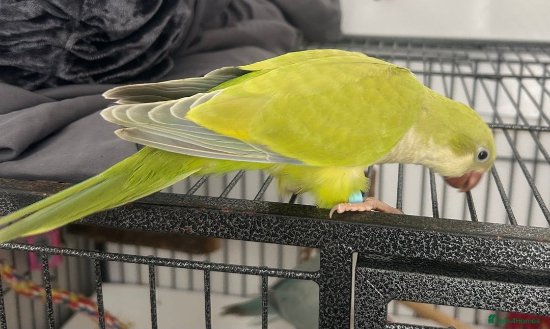 Parrots birds for sale: Hand reared male Quaker  - Image 3