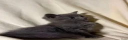 Russian Blue cats for sale: X2 purebred Russian Blue kittens - Ready to leave - Advert 6