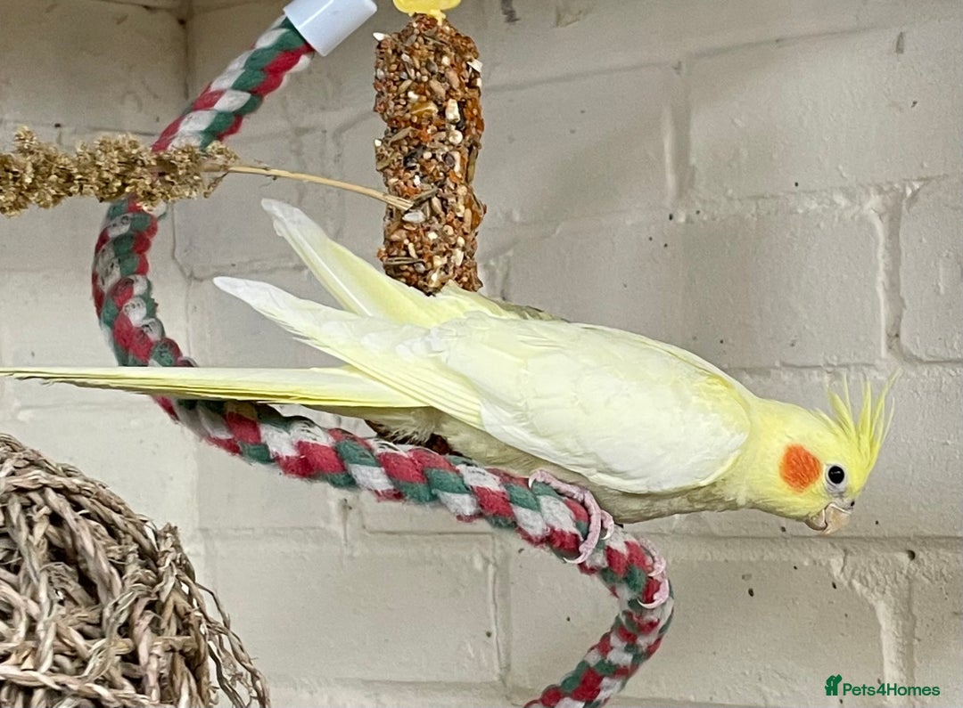 Cockatiels birds for sale: Beautiful pair of cockatiels, male is tame - Image 3