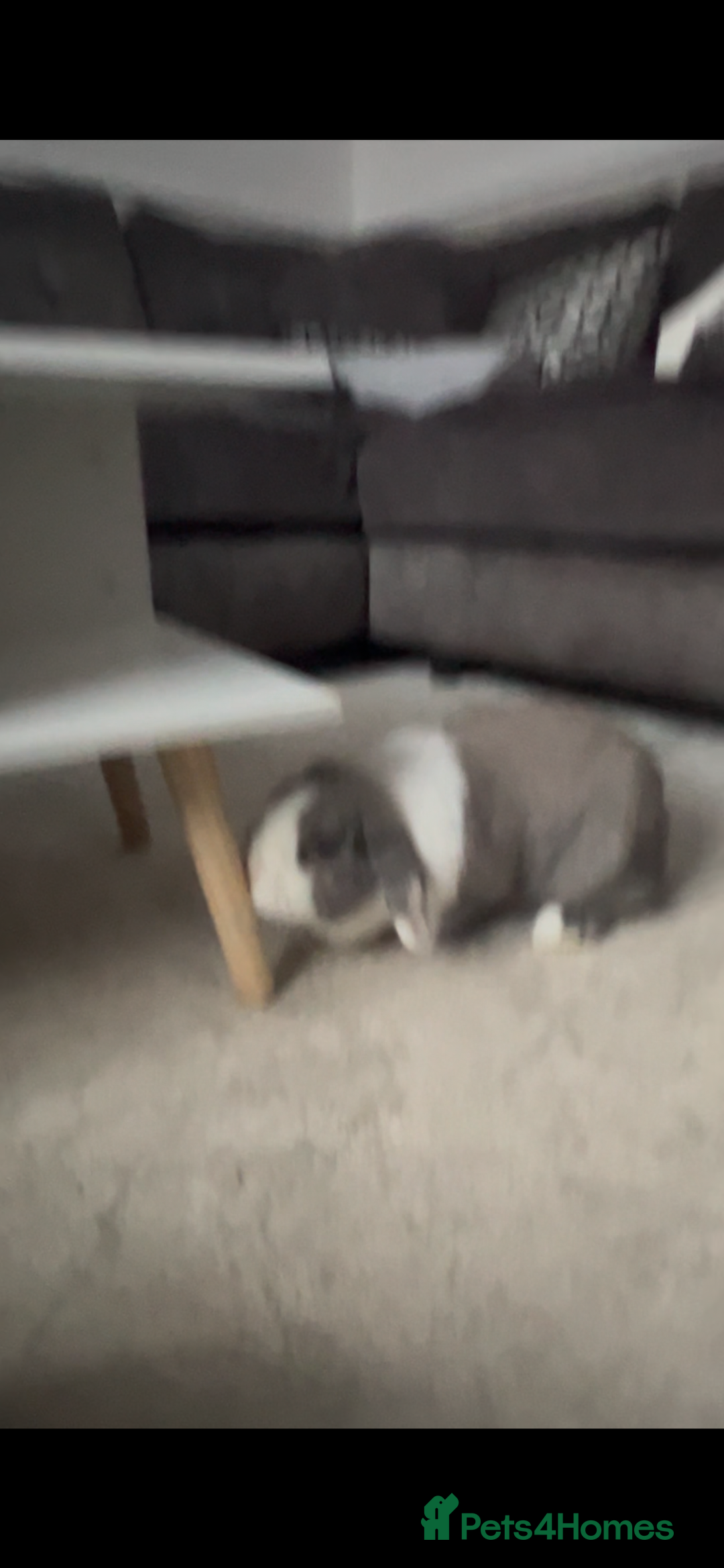 Mini Lop rabbits for sale: Mini lop  - Advert 3