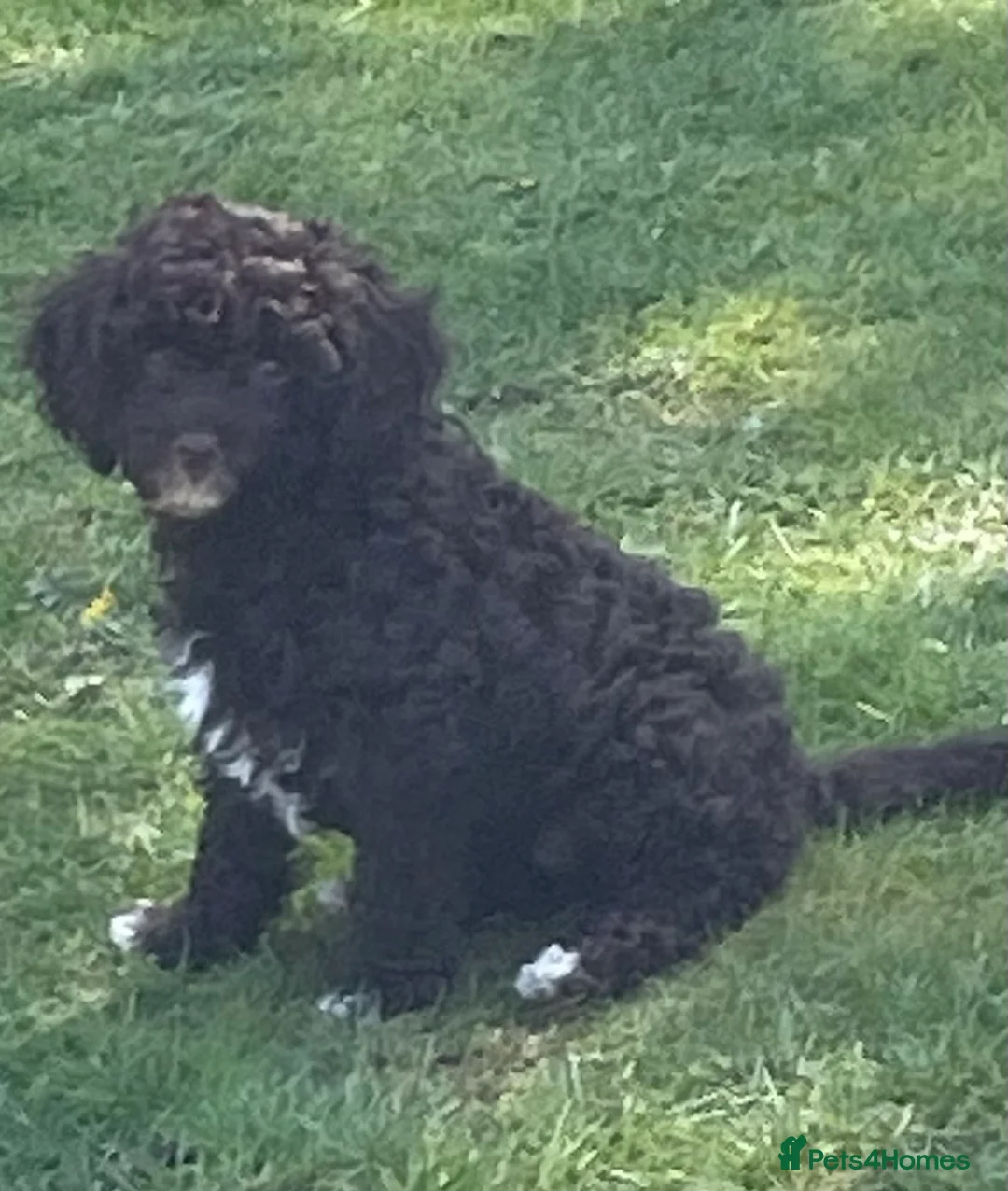 Cavapoo dogs for sale: F1 CHOCOLATE Cavapoo’s EXTENSIVELY H/T - Advert 2