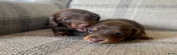 Miniature Dachshund dogs for sale: KC reg  breed standard Miniature Dachshund puppies - Advert 9
