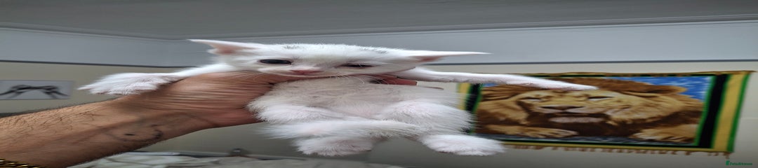 Asian Kitten 1