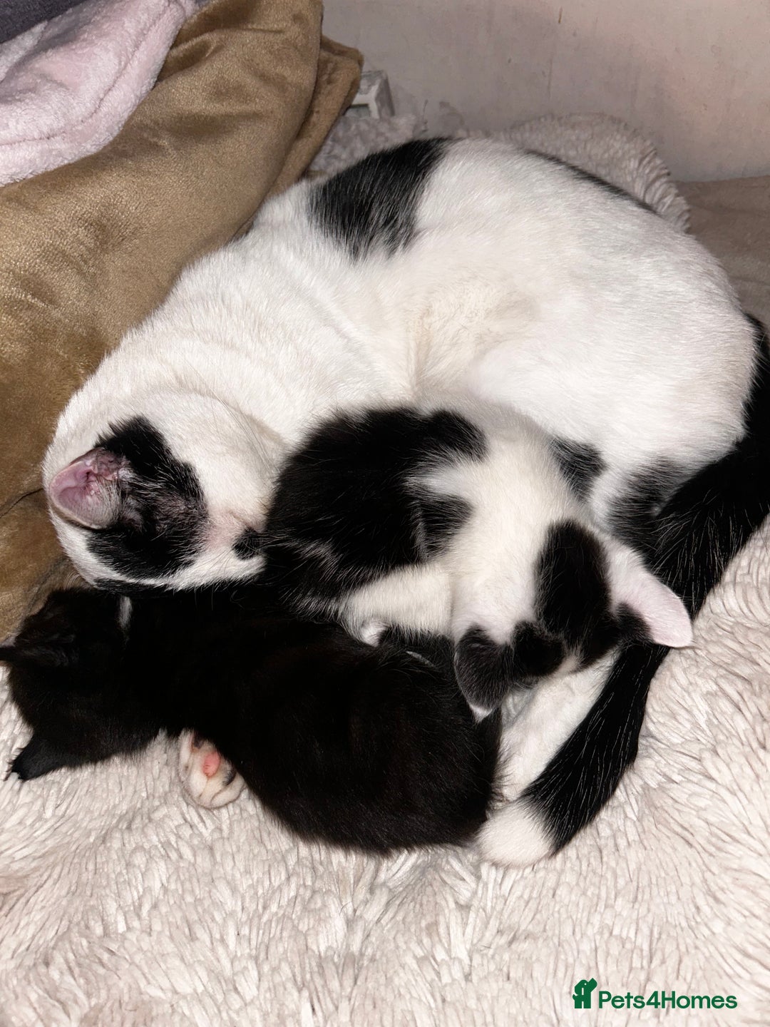 Mixed Breed cats for sale: Main coon x British short hair kittens  - Advert 7