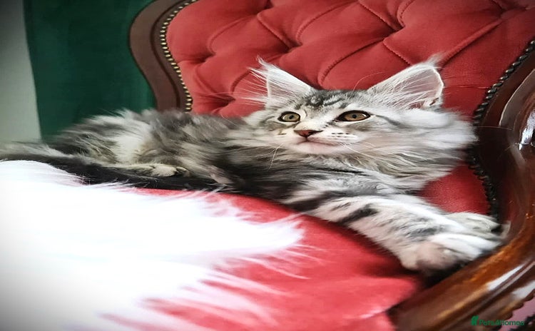 Maine Coon cats - Advert 12