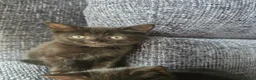 Mixed Breed cats for sale: 4 beautiful tabby and black kittens  in Birmingham - Advert 15