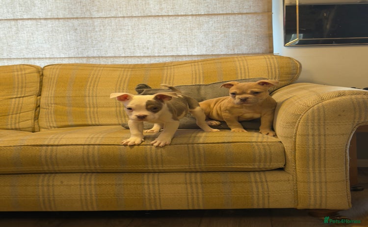 Mixed Breed dogs English bulldog cross ready now - Advert 2