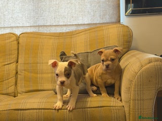 Mixed Breed dogs English bulldog cross ready now - Advert 1