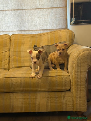 Mixed Breed dogs English bulldog cross ready now - Advert 1