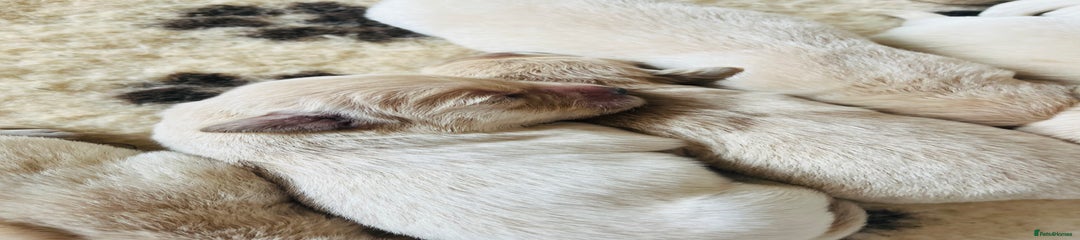 Golden Retriever Puppy 1