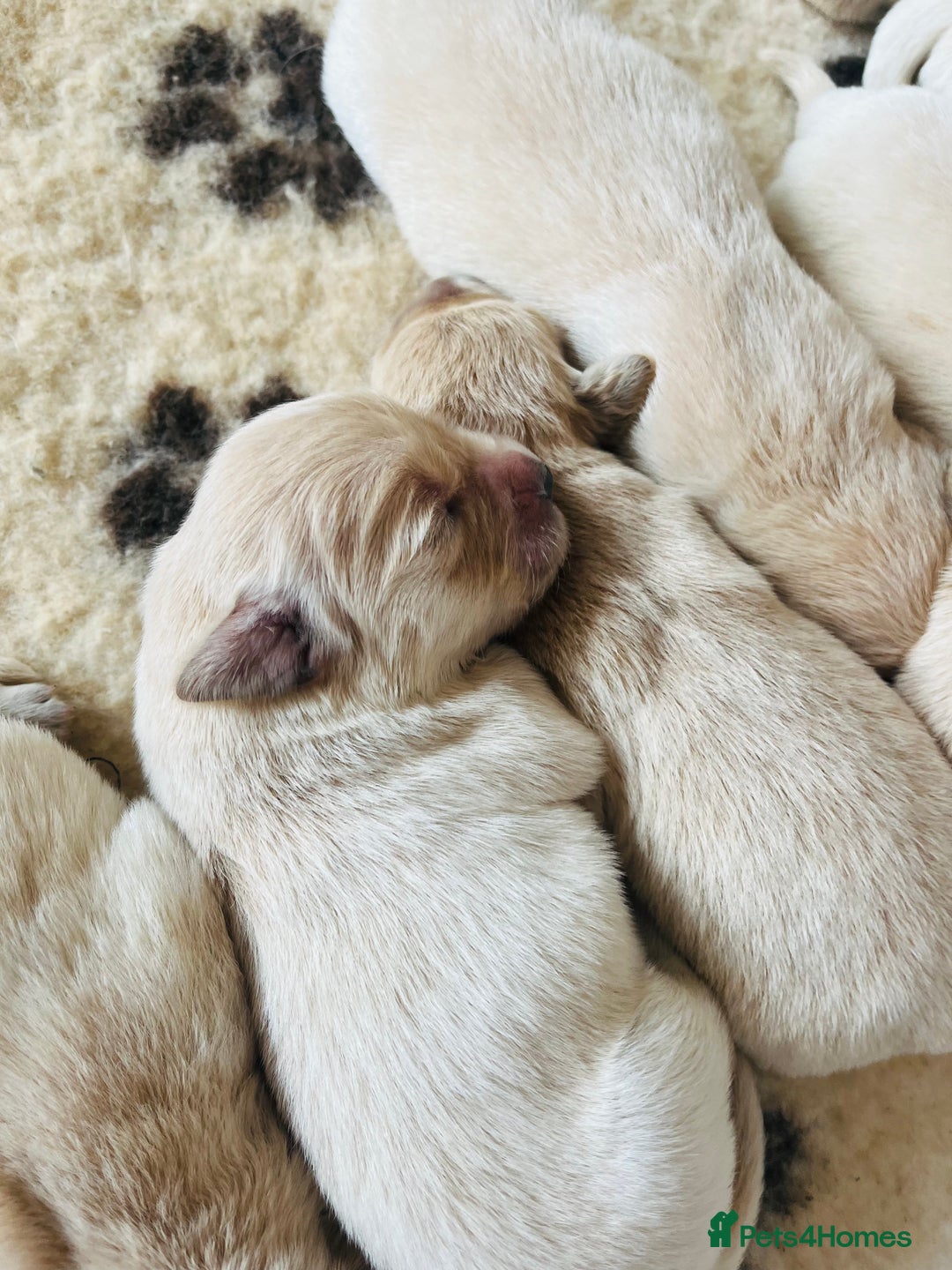Golden Retriever dogs for sale: Fully health tested parents - Image 2