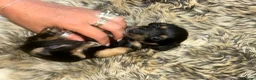 Mixed Breed dogs for sale: 5 beautiful Mauxie for sale  - Advert 31