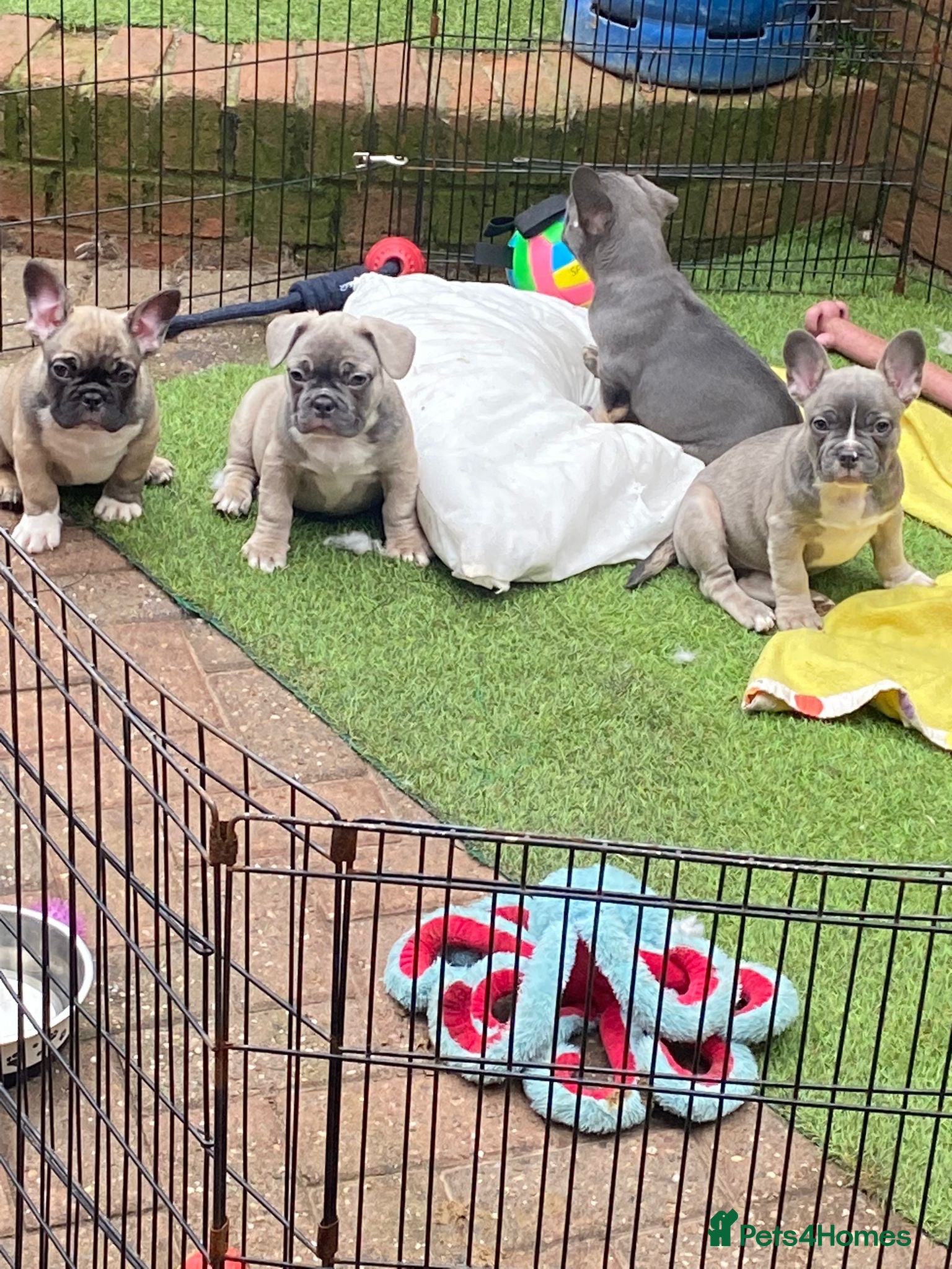 French Bulldog dogs Frenchie Boys looking for forever home  - Advert 16