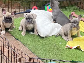 French Bulldog dogs Frenchie Boys looking for forever home - Advert 16
