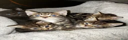 Mixed Breed cats for sale: 7 Beautiful Tabby Kittens For Sale in Brierley Hill - Advert 1