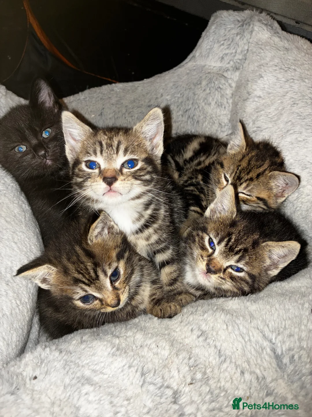 Mixed Breed cats for sale: 7 Beautiful Tabby Kittens For Sale in Brierley Hill - Advert 1
