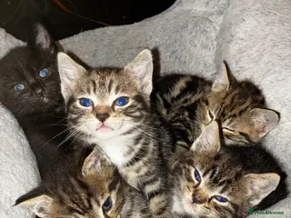 Mixed Breed cats 7 Beautiful Tabby Kittens For Sale - Advert 5