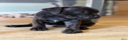 Staffordshire Bull Terrier dogs for sale: KC REGISTERED STAFFORDSHIRE BULL TERRIERS  - Advert 14
