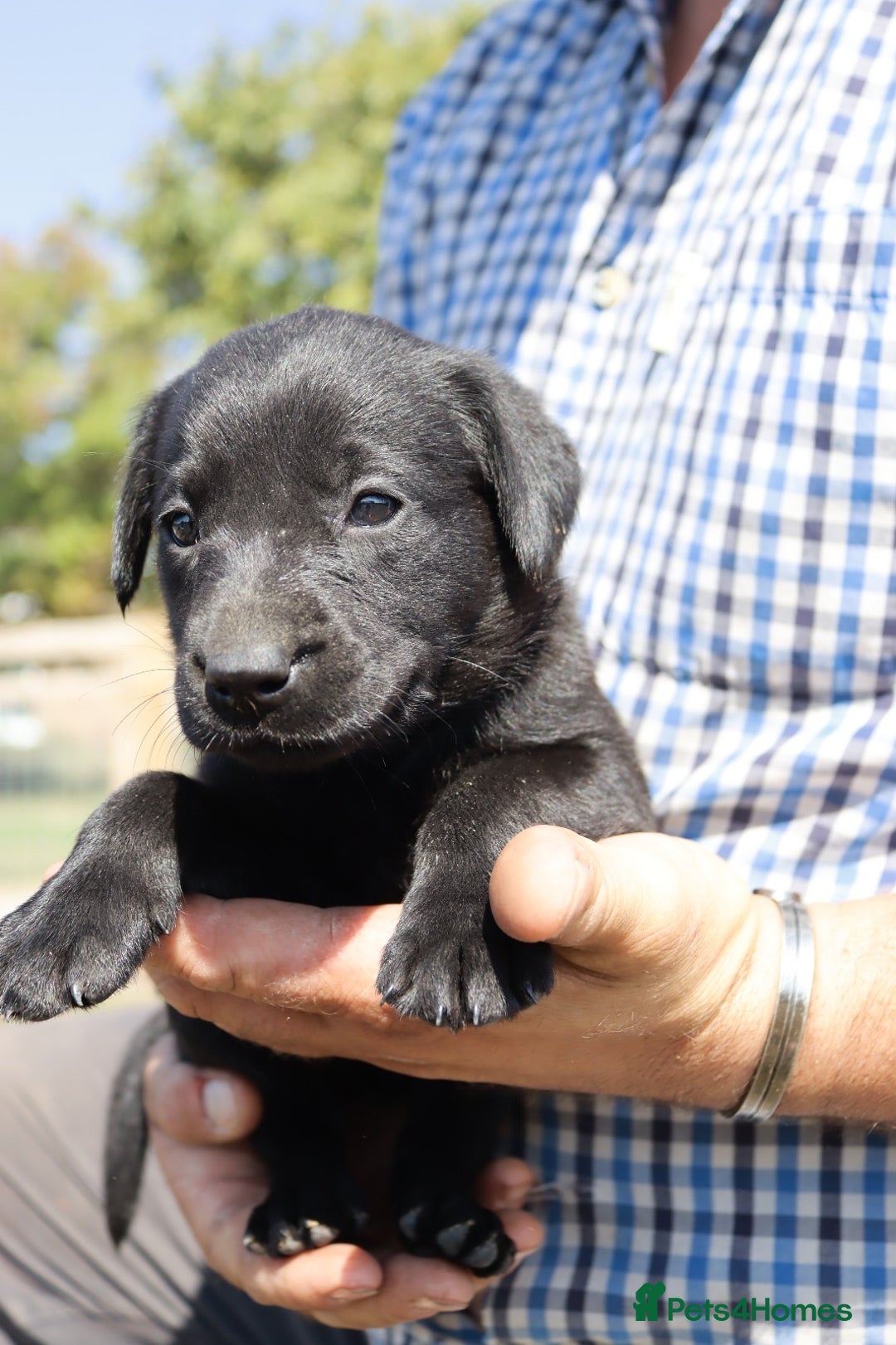 Labrador Retriever dogs for sale: Stunning Labrador KC Registered Puppies - Image 6
