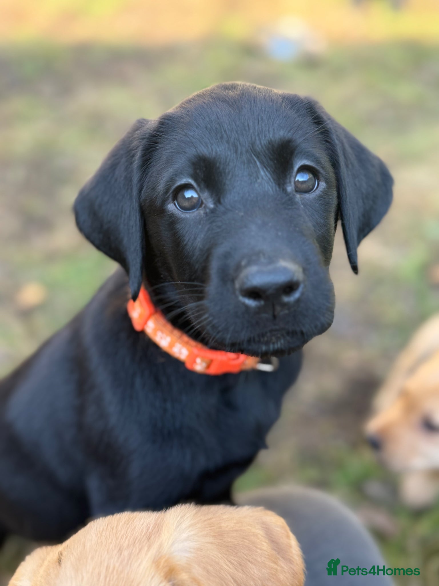 Labrador Retriever dogs READY NOW KC Registered Labrador Retriever Puppies - Advert 20