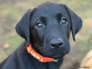 Labrador Retriever dogs READY NOW KC Registered Labrador Retriever Puppies - Advert 20