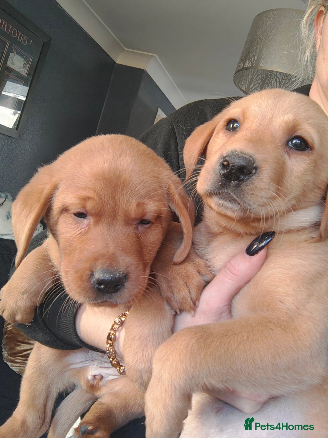 Labrador Retriever dogs for sale: Stunning Labrador pups - Advert 9