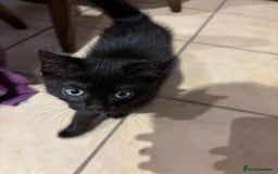 Mixed Breed cats for sale: 3 Ragdoll X kittens  - Advert 6