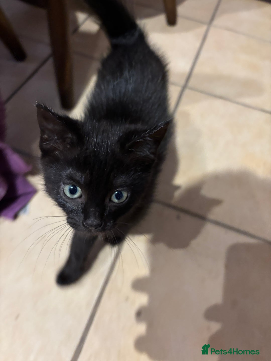 Mixed Breed cats for sale: 3 Ragdoll X kittens  - Advert 6