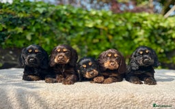 Cocker Spaniel dogs for sale: Black Tan and Chocolate Tan Show Cocker Spaniels  - Image 4
