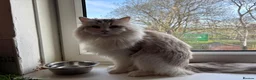 Ragdoll cats for sale: Active male ragdoll  - Advert 6