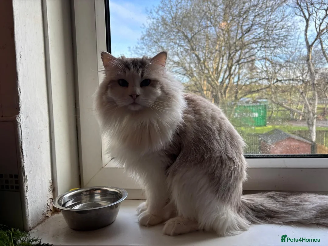 Ragdoll cats for sale: Active male ragdoll  - Advert 6