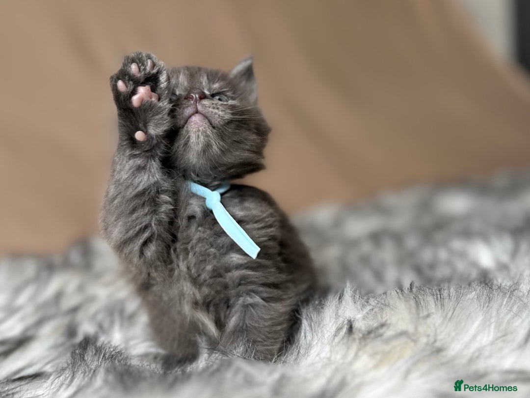 Maine Coon cats for sale: Maine coon kittens blue silver smoke rare colours - Advert 7