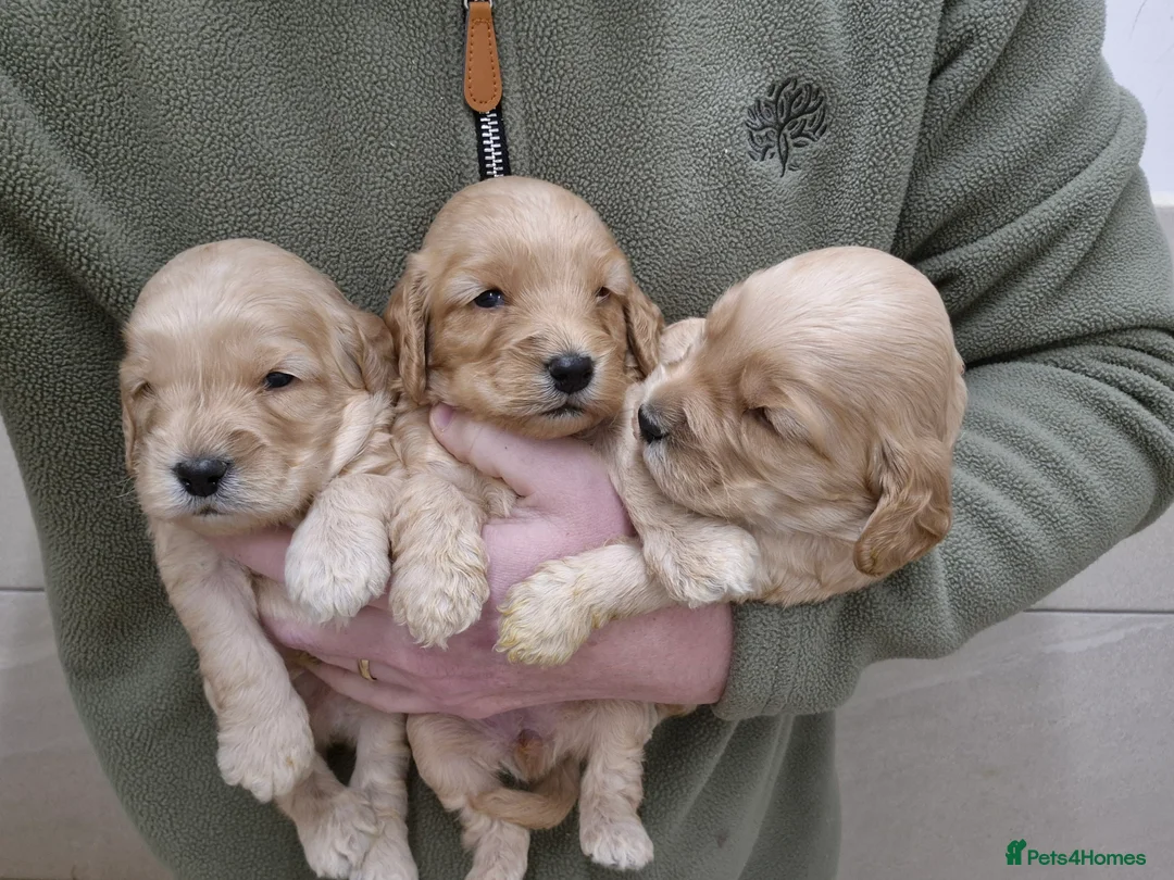 Cocker Spaniel dogs for sale: Cockapoo Puppies - Advert 2