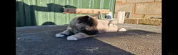 Akita dogs for sale: Adorable American akita puppys - Advert 4