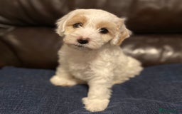 Cockapoo dogs for sale: Beautiful cockapoo puppy’s  - Image 14