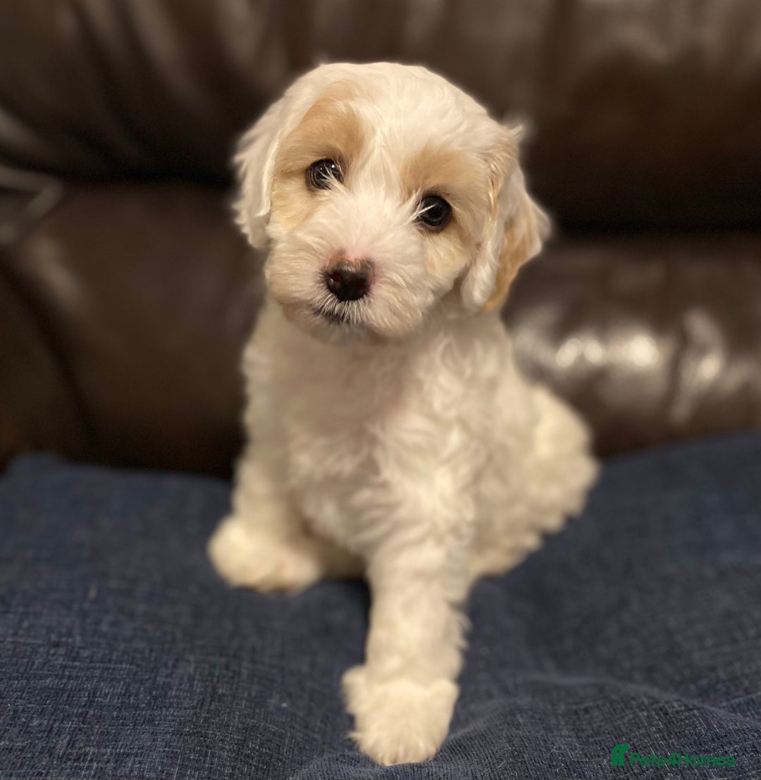 Cockapoo dogs for sale: Beautiful cockapoo puppy’s  - Image 14
