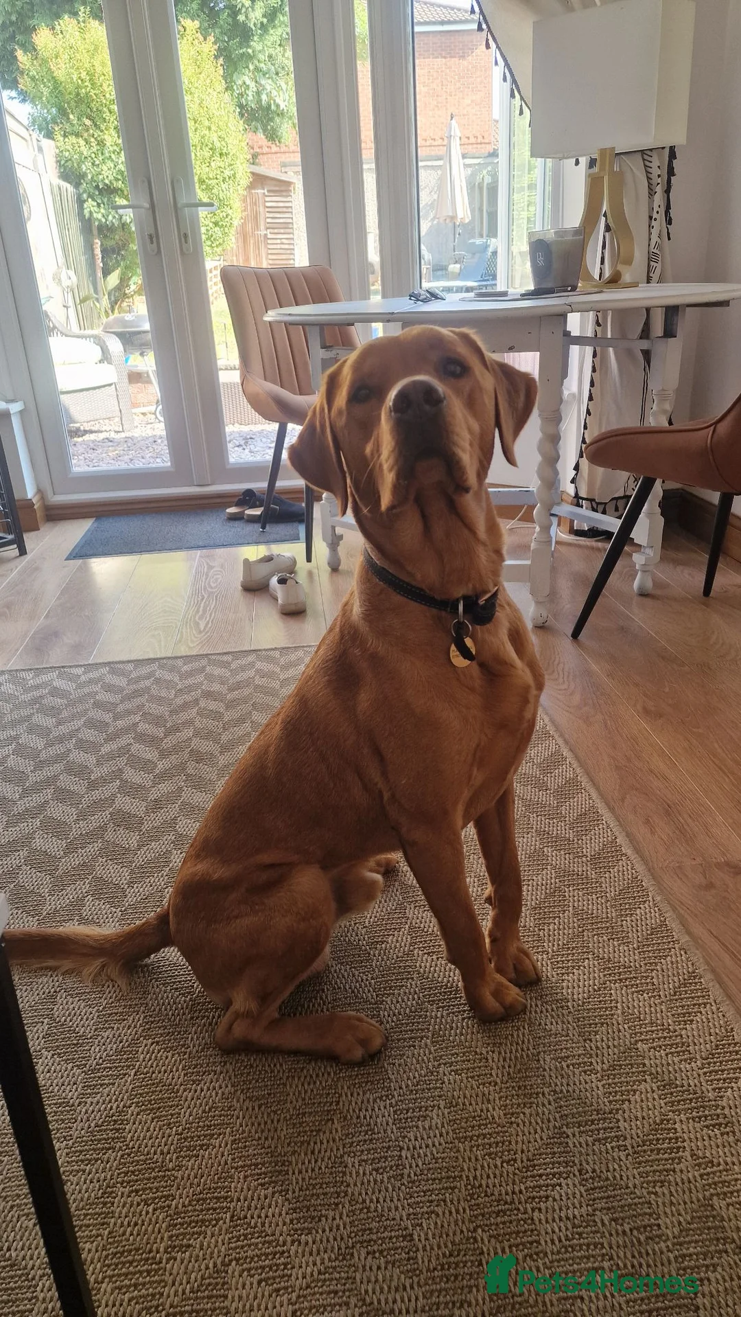 Labrador Retriever dogs for stud: Red fox labrador to stud in Doncaster - Advert 2