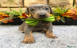Dobermann dogs for sale: DOBERMAN PUPPIES (BOTH KC HEALTH TESTED PARENTS) - Image 28