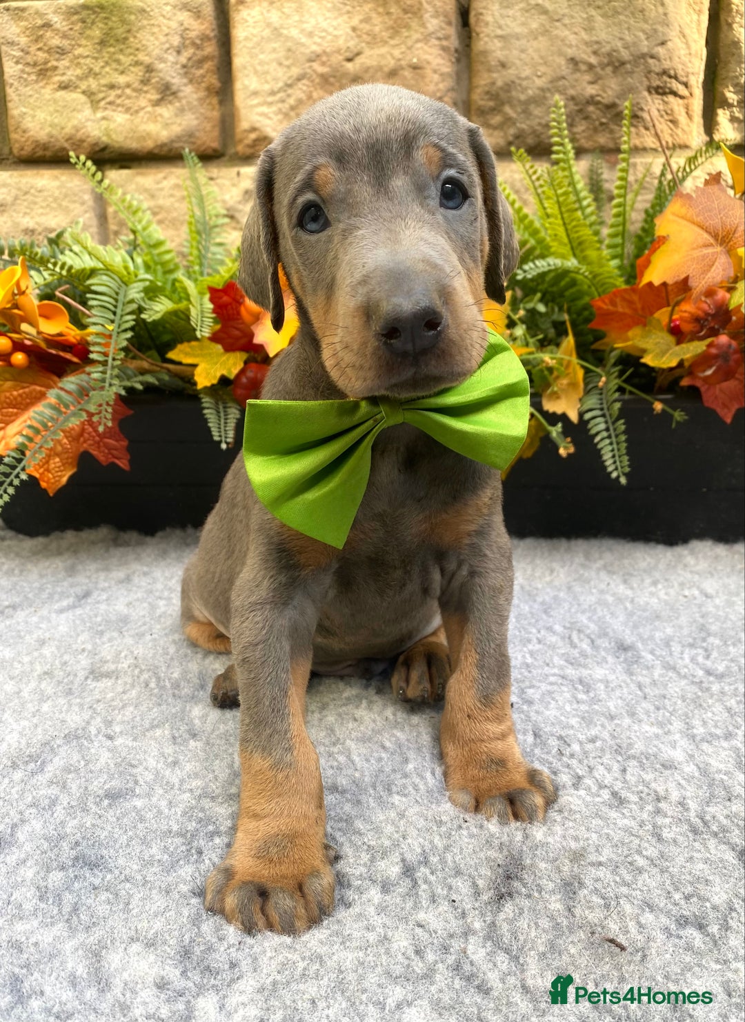 Dobermann dogs for sale: DOBERMAN PUPPIES (BOTH KC HEALTH TESTED PARENTS) - Image 28
