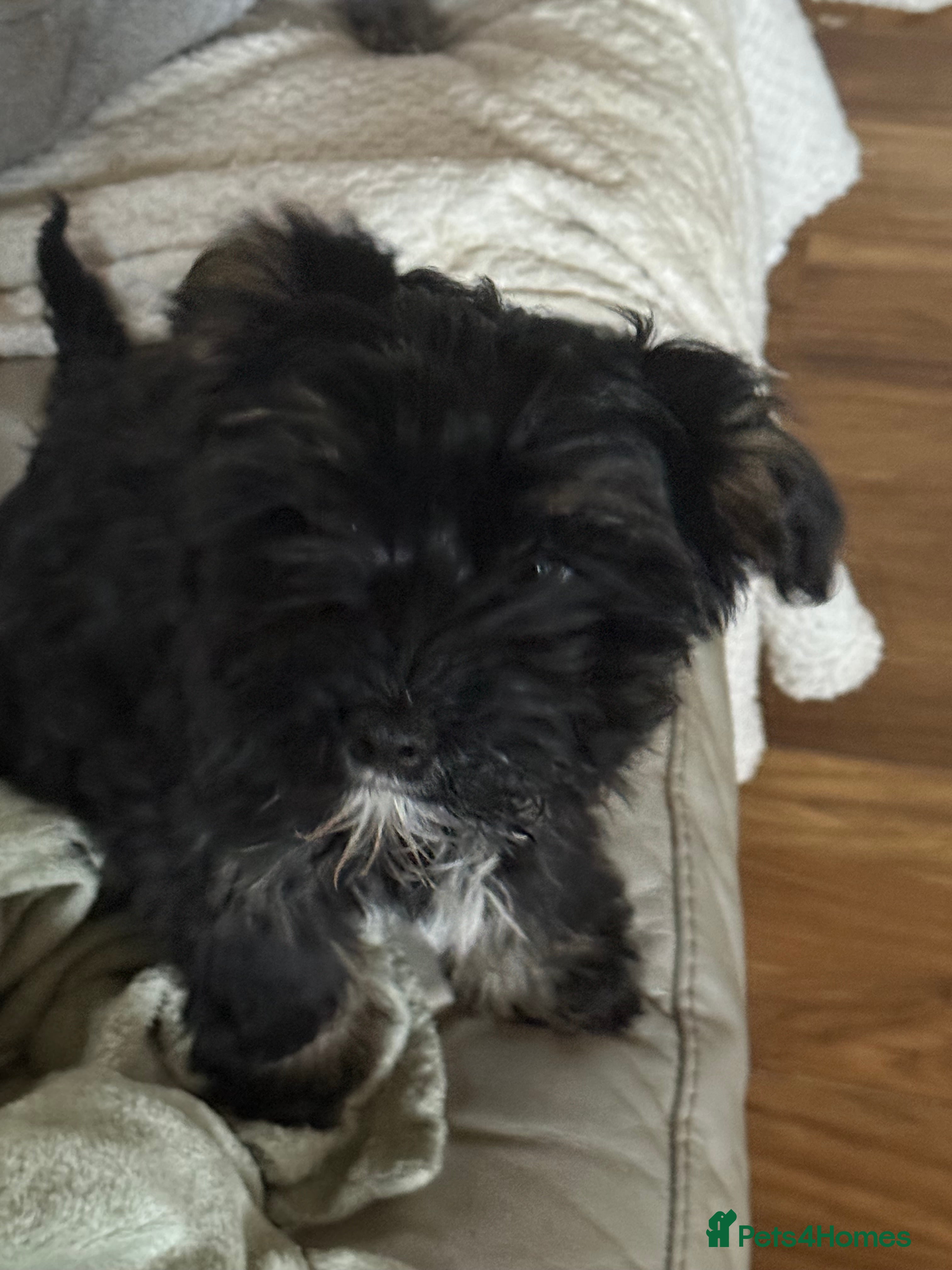 Chinese Crested dogs 5 Baby Chinese Crested Seeking Their Forever Homes - Advert 1