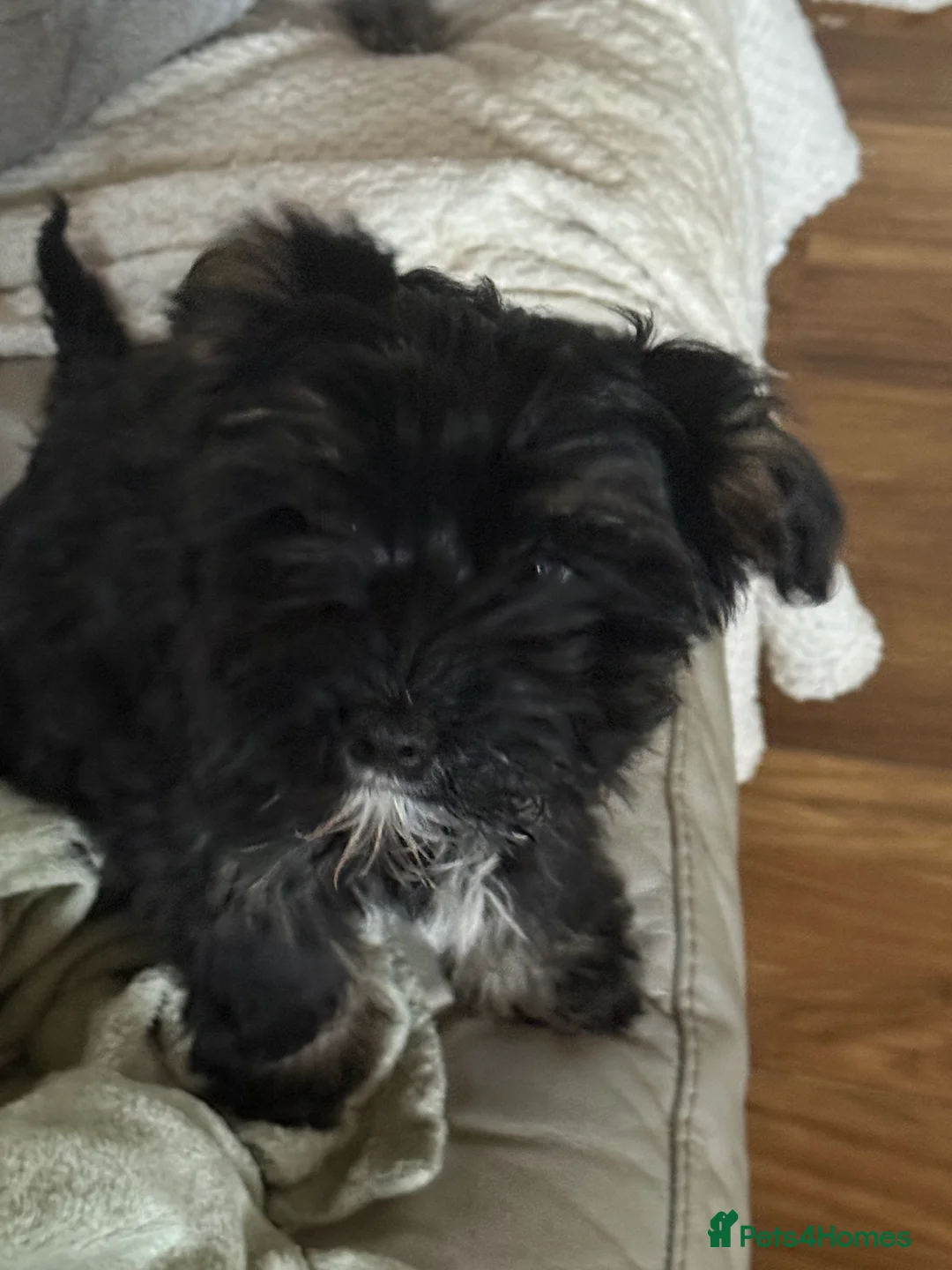 Chinese Crested dogs for sale: 5 Baby Chinese Crested Seeking Their Forever Homes - Advert 2