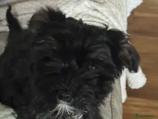 Chinese Crested dogs 5 Baby Chinese Crested Seeking Their Forever Homes - Advert 2